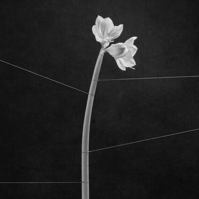 Dreamweaverby Trentemoller (Vinyl Record)