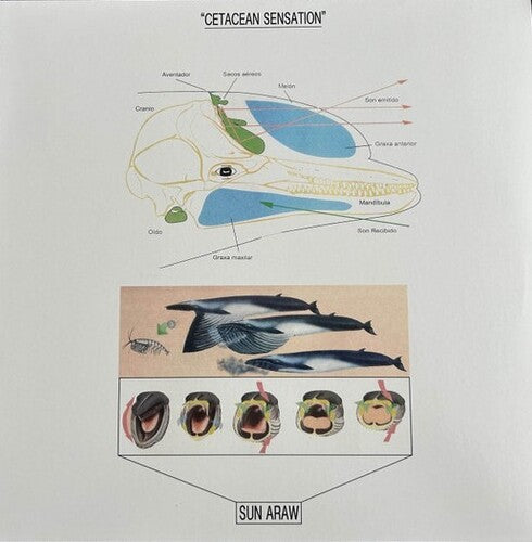 Cetacean Sensationby Sun Araw (Vinyl Record)