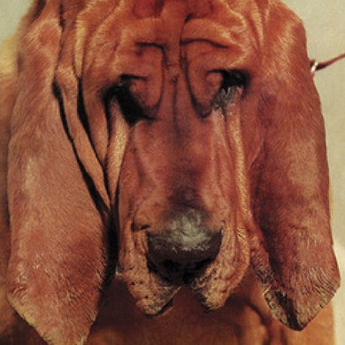 Segall, Ty: Goodbye Bread (Vinyl LP)