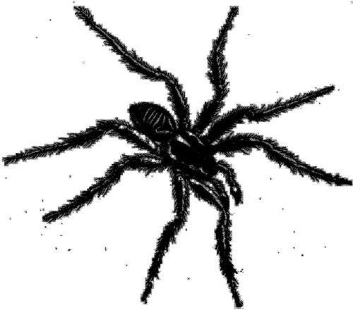 Various Artists: Tarantismo: Odyssey Of An Italian Ritual / Various (Vinyl LP)