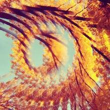 Hawk & a Hacksaw: Forest Bathing (Vinyl LP)