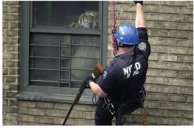 Armand Hammer: Shrines (Vinyl LP)