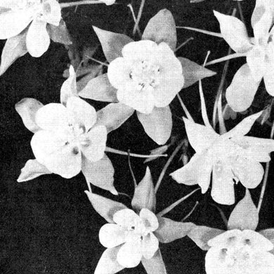 Jabu & Sunun: Lately / Lately Dub (7-Inch Single)