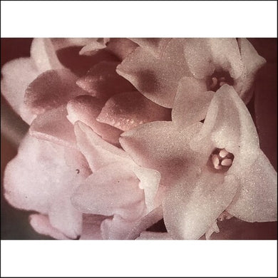 Masonna: Masonna Vs Banamara (Vinyl LP)