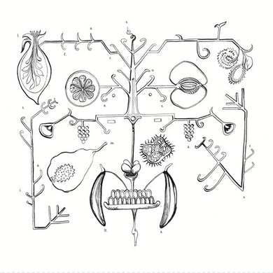 Aa Tigre: las frutas amarillas (Vinyl LP)
