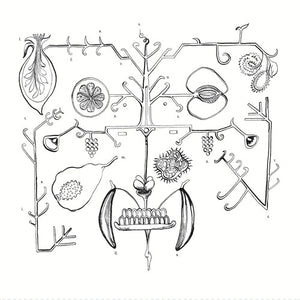 Aa Tigre: las frutas amarillas (Vinyl LP)