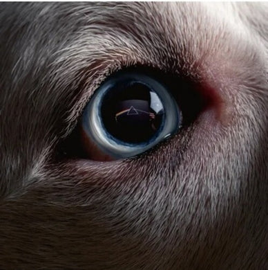 Waters, Roger: The Dark Side Of The Moon Redux (Vinyl LP)