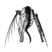 Heteroceteraby Lotic (Vinyl Record)